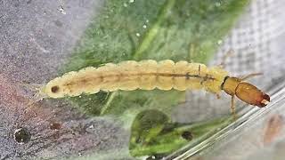 The Underwater Life of the Caddisfly [upl. by Rashida]