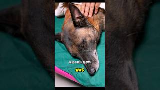 Brave Dog Died 😱🥺 shorts dog motivation love wisdom lifelessons ytshort viralshorts [upl. by Leseil]