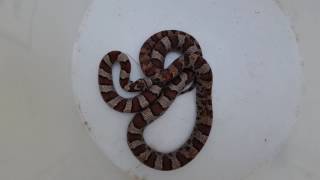 Milk Snake acting like a Rattle Snake [upl. by Agle]