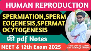 SPERMATOGENESISGPEEMEOGENESISSPERMEATIONSPERMATOCYTOGENESISHUMAN REPRODUCTIONNEET12TH BIOLOGY [upl. by Lrad471]