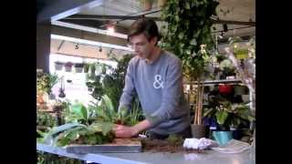 Mount Your Staghorn Fern in Under 5 Minutes [upl. by Brubaker783]