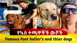 FAMOUS FOOTBALLERS DOGSየታዋቂ ኳስ ተጫዋቾች ቅምጥል ውሾች [upl. by Arny27]