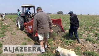 White farmers thrive in Zambia years after driven from Zimbabwe [upl. by Cadmar]