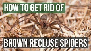 How to Get Rid of Brown Recluse Spiders 4 Easy Steps [upl. by Nirahs]