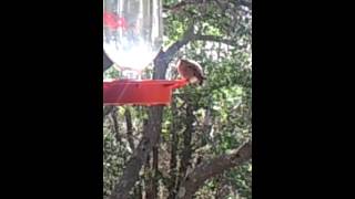 Chirping Baby Hummingbird May 2013 [upl. by Eleni954]