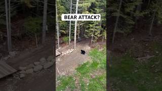 Repost gregamali ——Another angle of my bear encounter 📽️ vanislandcale thekingmtb freeride [upl. by Zannini]