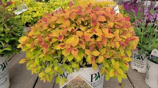 Double Play® Big Bang amp Artisan® Spirea Spiraea  Superb Easy to Grow Colorful Dwarf Shrubs [upl. by Arlan]