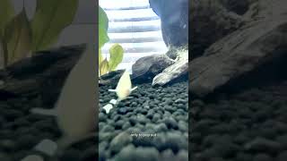 Albino Corydoras Albino Paleatus Cory [upl. by Joe]