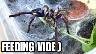 EPIC GIANT TARANTULA  SCORPION FEEDING VIDEO MEET 24 PET ARACHNIDS [upl. by Batruk]