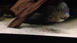 Geophagus surinamensis with fry [upl. by Trudey]