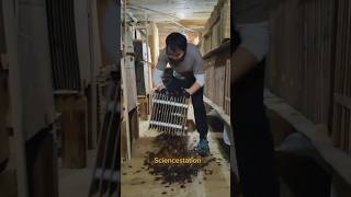 Cockroach Farming in China that is crazy sciencestation viralvideo shorts [upl. by Hermine]