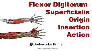 Flexor Digitorum Superficialis Anatomy Origin Insertion amp Action [upl. by Giraud]