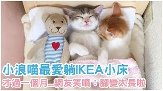 小浪喵最愛躺IKEA小床，想不到才過一個月網友笑噴：「腳變太長啦！」【 動物家 】 [upl. by Valente]