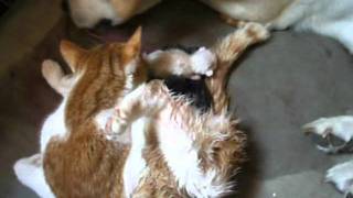 accouchement du chat aider par le chien [upl. by Clevey]