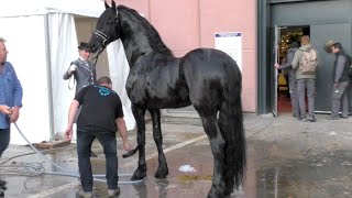 Salon du cheval de Paris 2015  Quelques instants avec TIDE entier frison ster [upl. by Calvinna]