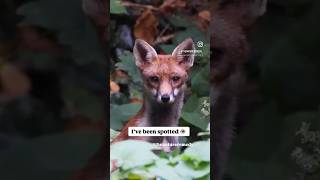 ❤️foxes foxlove foxlover foxes foxlife wildlife londonwildlife wildlifeencounters volpe [upl. by Hyacinthia]