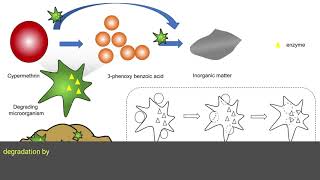 Microbial Degradation and Transformation of Organic Pollutants An EcoFriendly Strategy [upl. by Adnaval]