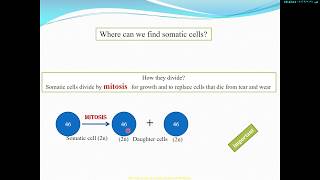 Mitosis and meiosis [upl. by Neellek]