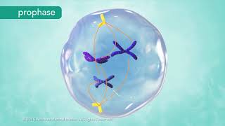 M Phase of the Cell Cycle [upl. by Yniatirb669]