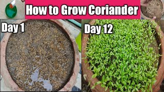 Magical Way To Grow Coriander In Just 12 Days [upl. by Eellek]