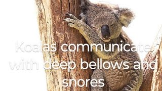 Koalas communicate with deep bellows and snores rosellureta [upl. by Nnylram]