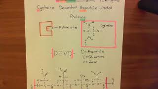 Introduction to Apoptosis  The Caspase Enzymes Part 2 [upl. by Sikes274]