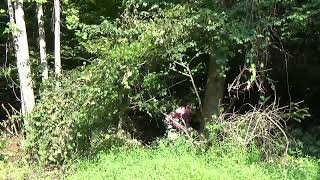 Removing Kudzu from our property by hand [upl. by Laehctim]