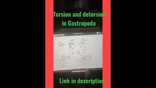 torsion and detorsion in Gastropoda torsion httpsyoutubehLZLsnilrGcsiqYEYhUXV0gsBL1h [upl. by Ailiec]