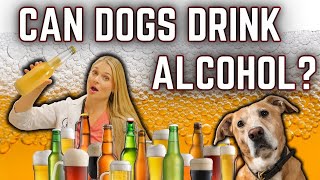 How much BEER WINE VODKA alcohol is lethal for your dog  Vet Explains [upl. by Sherfield]