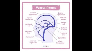 Anatomy of Dural venous Sinuses [upl. by Berthoud]