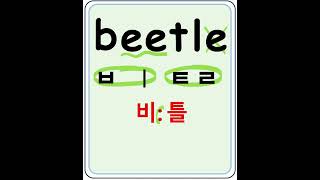 beetle 비틀 딱정벌레 왕초보영어공부 영어읽기영어기초 [upl. by Amalle]