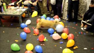 MUST SEE  CALLY The Wonder Dog Destroys 150 Balloons in 2 Mins  Hilarious [upl. by Anerroc436]