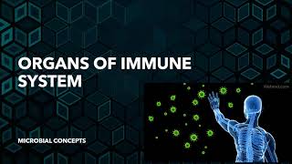 Organs of immune system  Immunology [upl. by Highams]