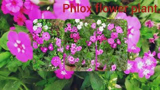 phlox flower plant [upl. by Topliffe145]