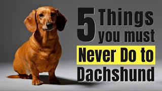 5 Things You Must Never Do to Your Dachshund [upl. by Atsirc]