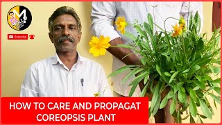 How to care and propagat Coreopsis plant [upl. by Aldon]