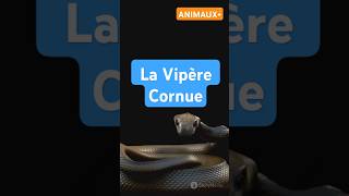 La vipère cornue animals animaux documentaire actualités nature humor love video top info [upl. by Kalle]