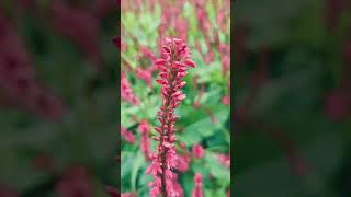 Persicaria Amplexicaulis Blood Red Spikes  SinglishBlend [upl. by Ateuqirne797]