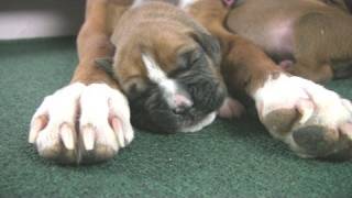 Boxers Cute But Clumsy Puppies in HD [upl. by Katie]