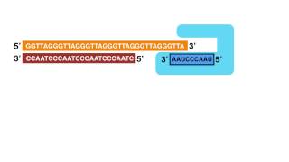 Bioanimation  End replication problem Telomere shortening [upl. by Almund]