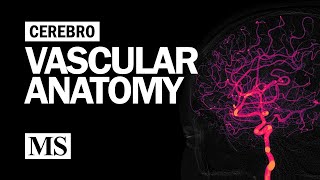 Cerebral Vascular Anatomy And Imaging [upl. by Antoni]