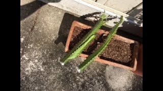 Taking Cuttings from Euphorbia Trigona [upl. by Tam548]