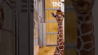 Adorable baby giraffe makes a heartwarming entrance at Fort Worth Zoo on New Years Day 🦒🎉 shorts [upl. by Aerbua]