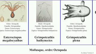 Mollusque ordre Octopoda octopus aux magna commune mollusca plena anneaux ocellatus bleus luteus [upl. by Telfer]