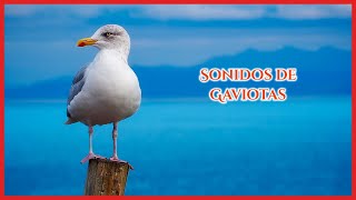 SONIDOS de GAVIOTAS 50 minutos 🐦🎶🔊 [upl. by Ynaittirb]