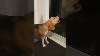 Cute Beagle Barking at 530am [upl. by Iand617]