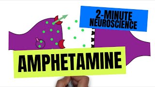 2Minute Neuroscience Amphetamine [upl. by Hubing123]