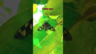 Witness the life cycle of Amata passalis moth moth [upl. by Nelle]