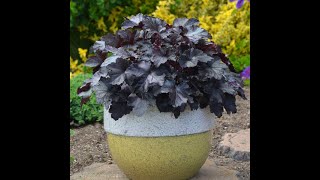 PRIMO® Pistachio Ambrosia Heuchera Bin3aiah Plants [upl. by Nosnor542]