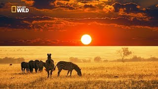 Savannah Life Wild Africa National Geographic Documentary HD 2017 [upl. by Ellerd698]